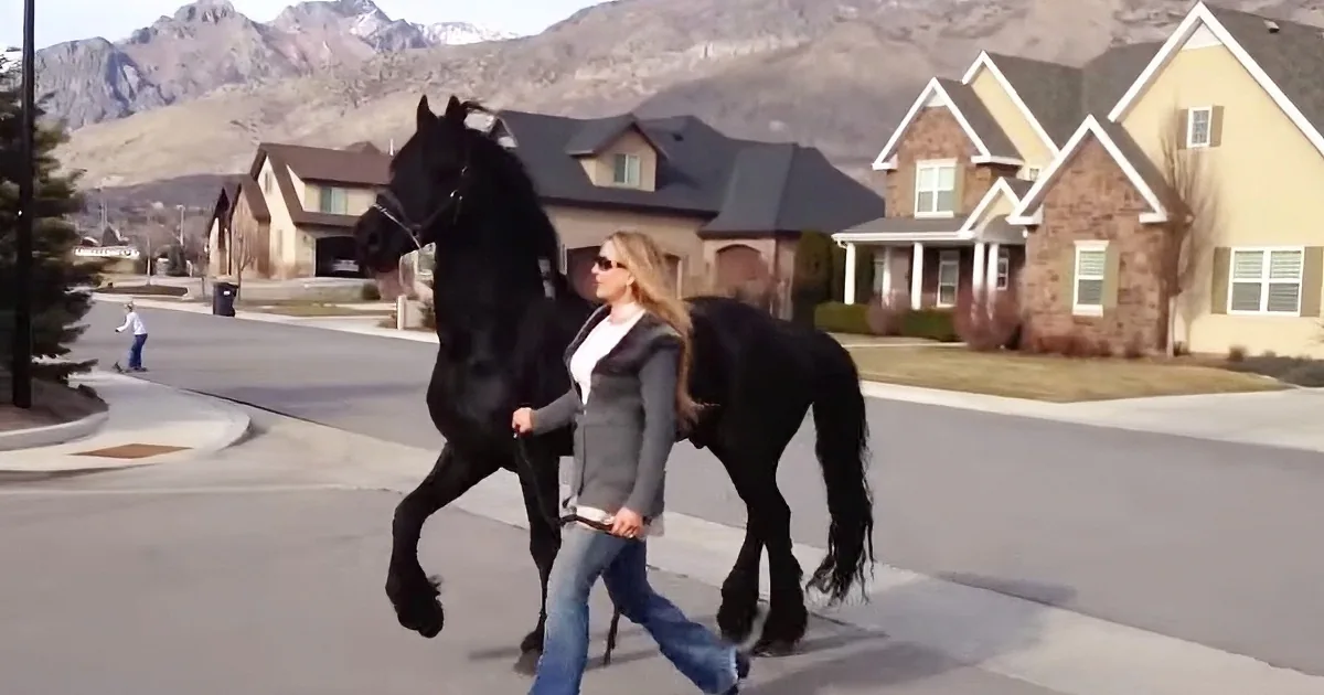 A woman walks a large black horse on a suburban street with houses and mountains in the background.