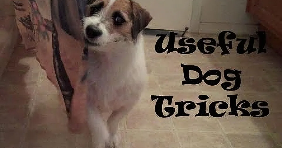 A small dog stands on a tiled floor, looking up, with text overlay saying "Useful Doggy Tricks."