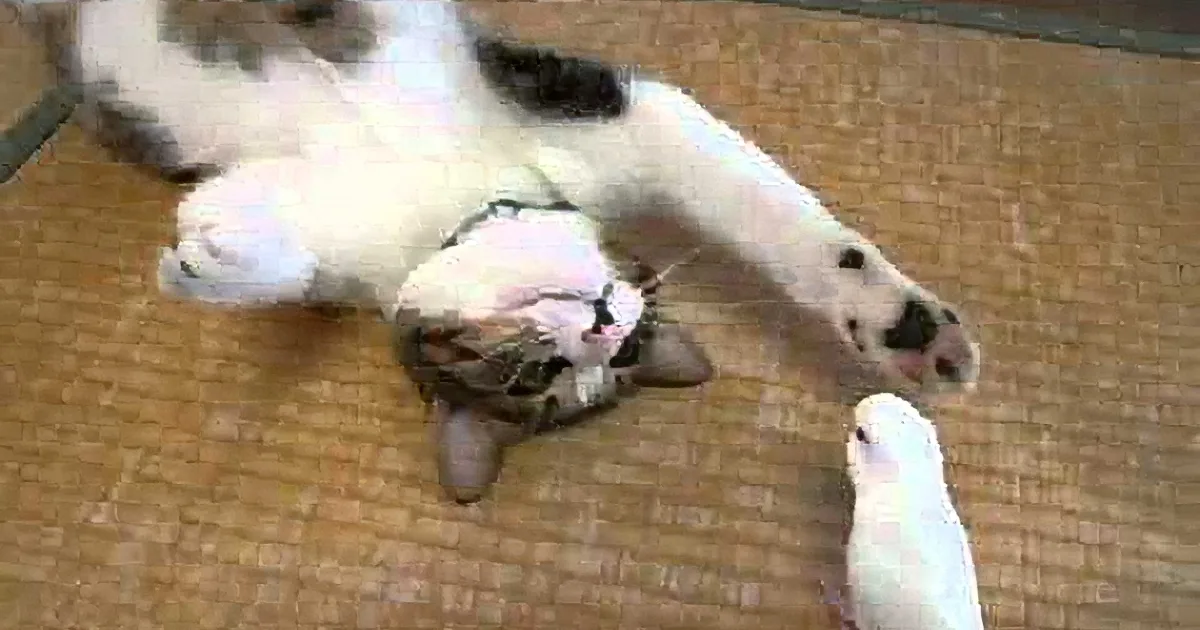 A white and black cat is lying on its back on a bamboo mat, appearing relaxed.
