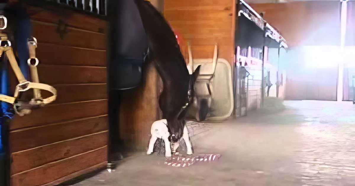 A horse with a halter stands in a stable, facing a small white dog near its legs.