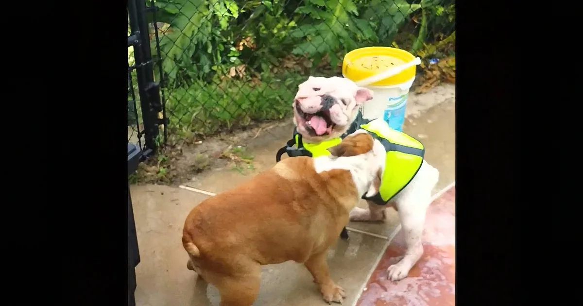 A bulldog wearing a yellow safety vest is standing on a patio, looking happy with its tongue out.