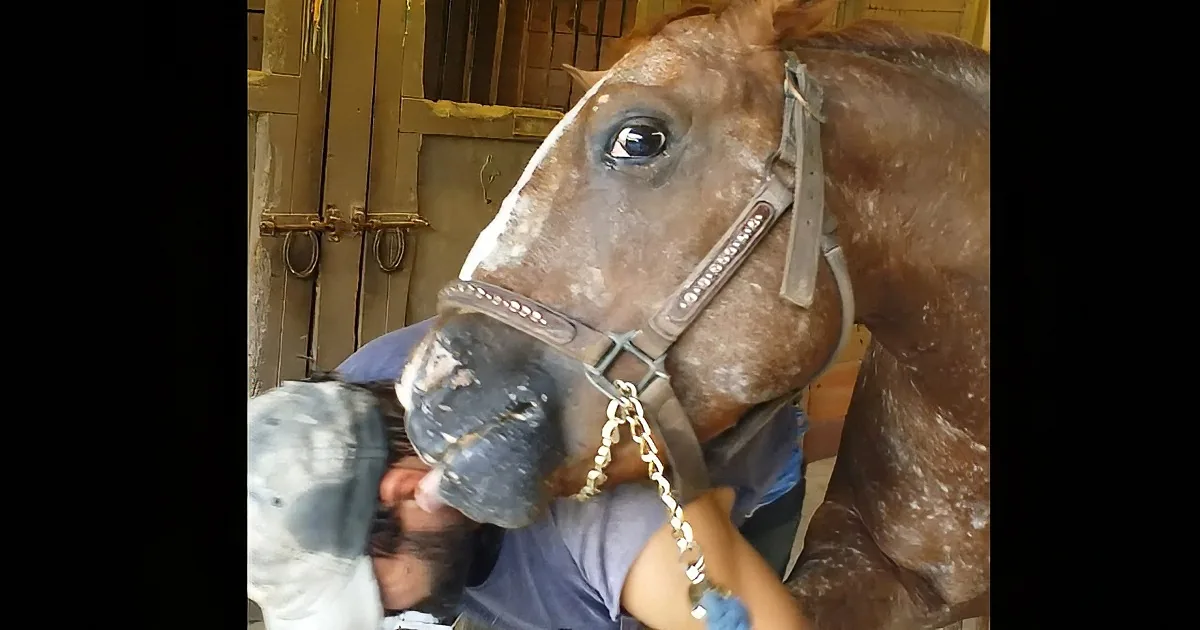 A horse wearing a halter and being groomed by a person using a brush.