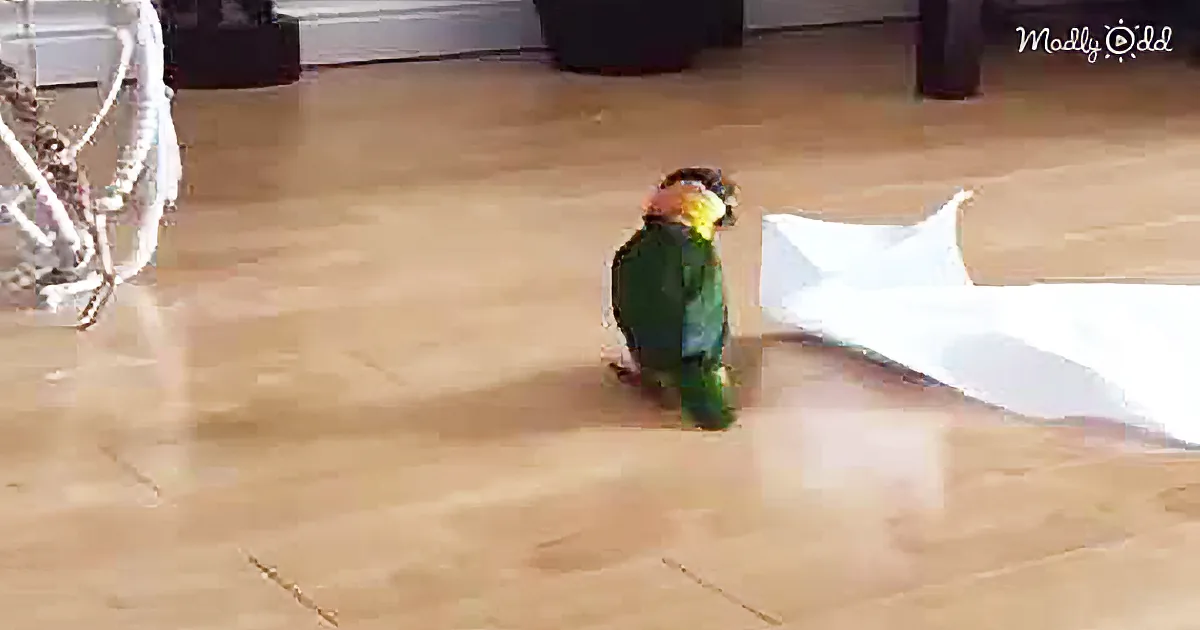 A colorful parrot stands on a wooden floor near a white paper airplane.