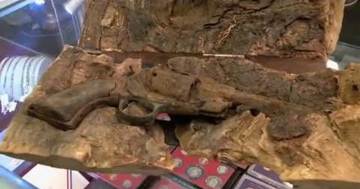 A fossilized gun is embedded in rock, showcasing a unique historical artifact.