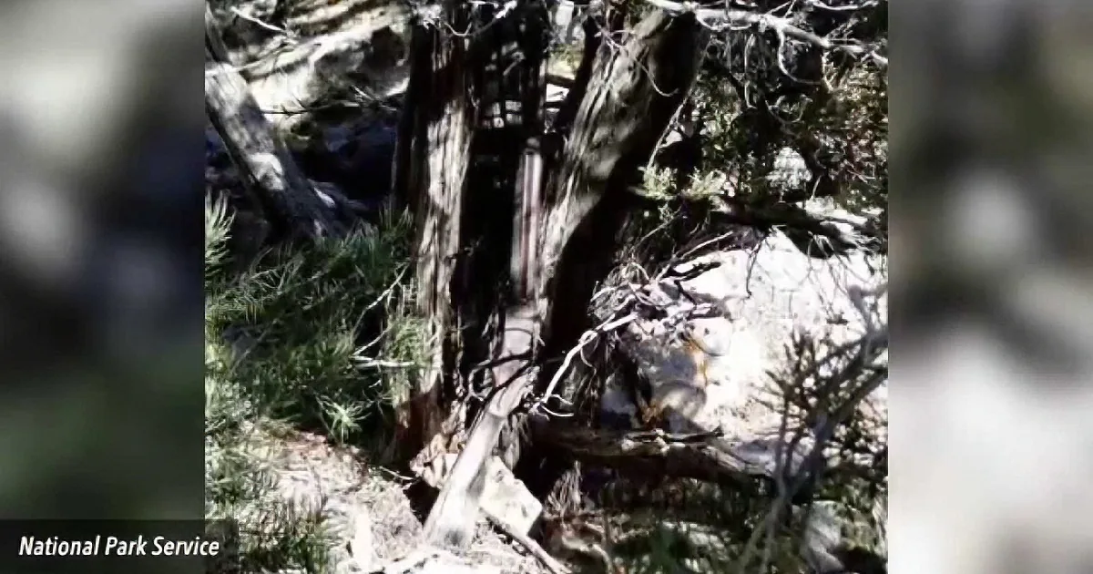 A tree with a large, darkened section, possibly from fire damage, surrounded by greenery and rocks.