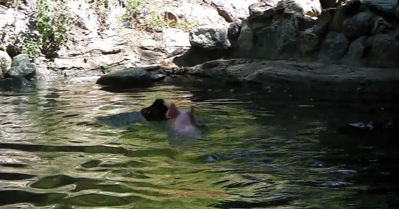 This Poor Baby Goat Was Drowning. but When This Pig Noticed Him? You Won't Believe It!