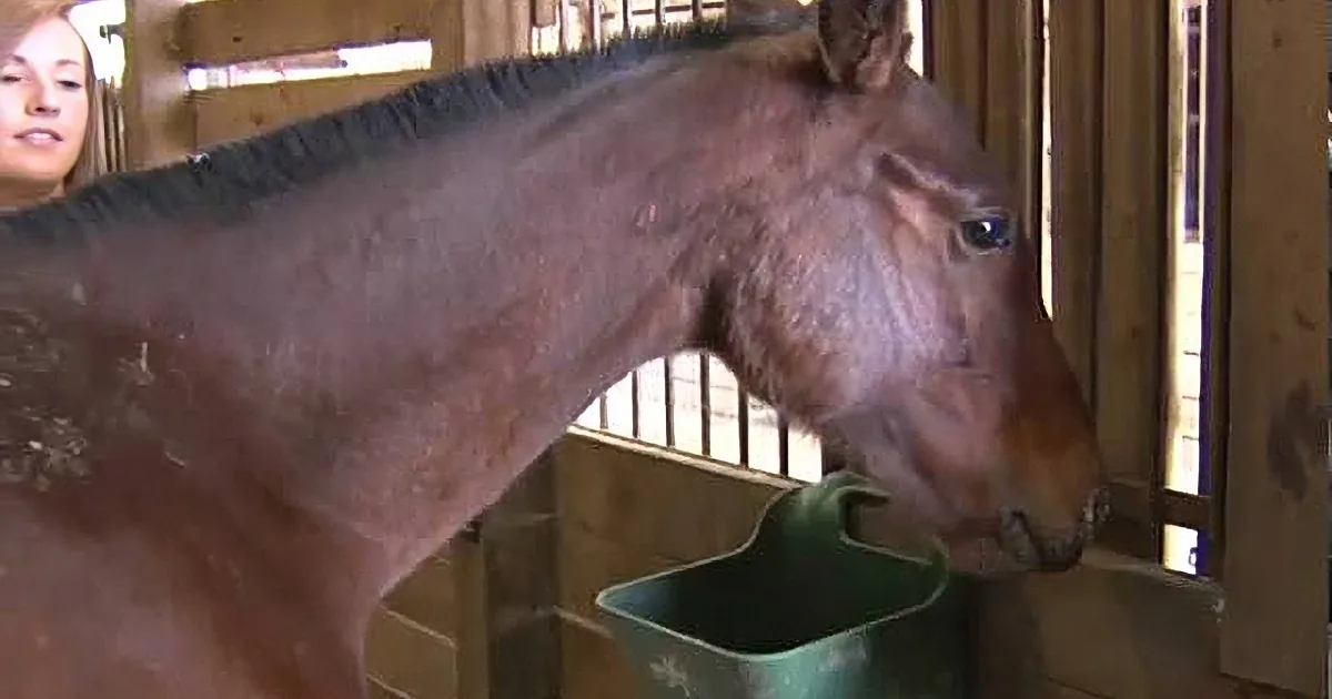 A horse stands in a stable, looking towards the right, with a person partially visible on the left.