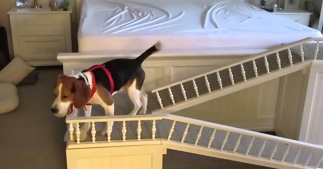 A beagle wearing a red harness is climbing up a staircase in a bedroom.