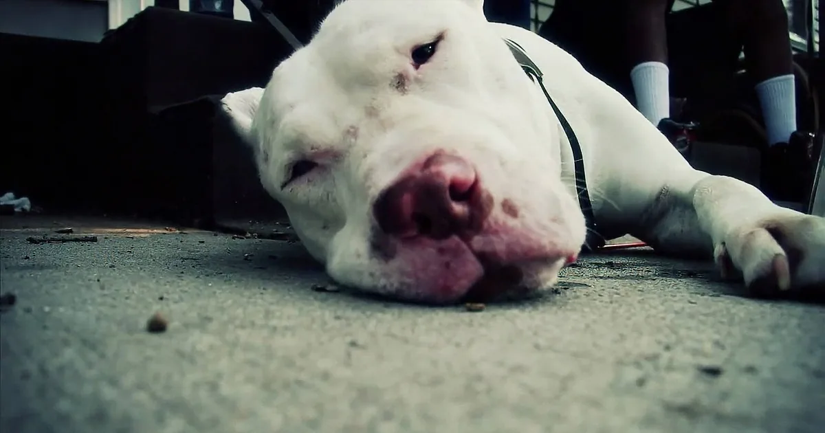 A white dog with a black harness lies on a concrete surface, appearing relaxed or possibly asleep.