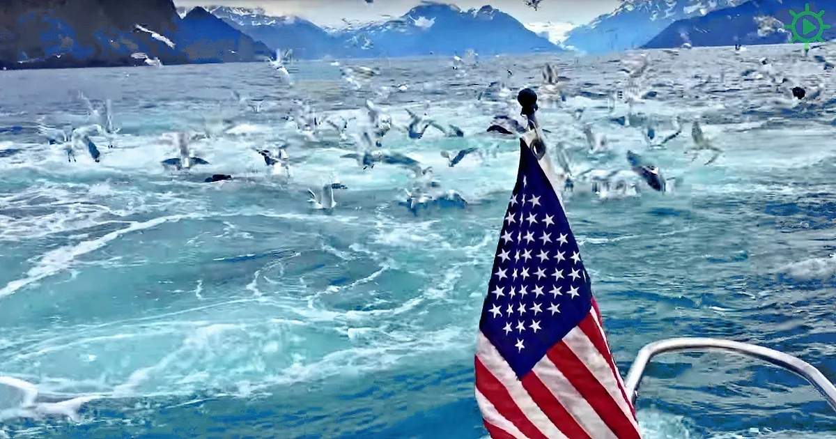 He's Filming Seagulls When Something Extraordinary Occurs