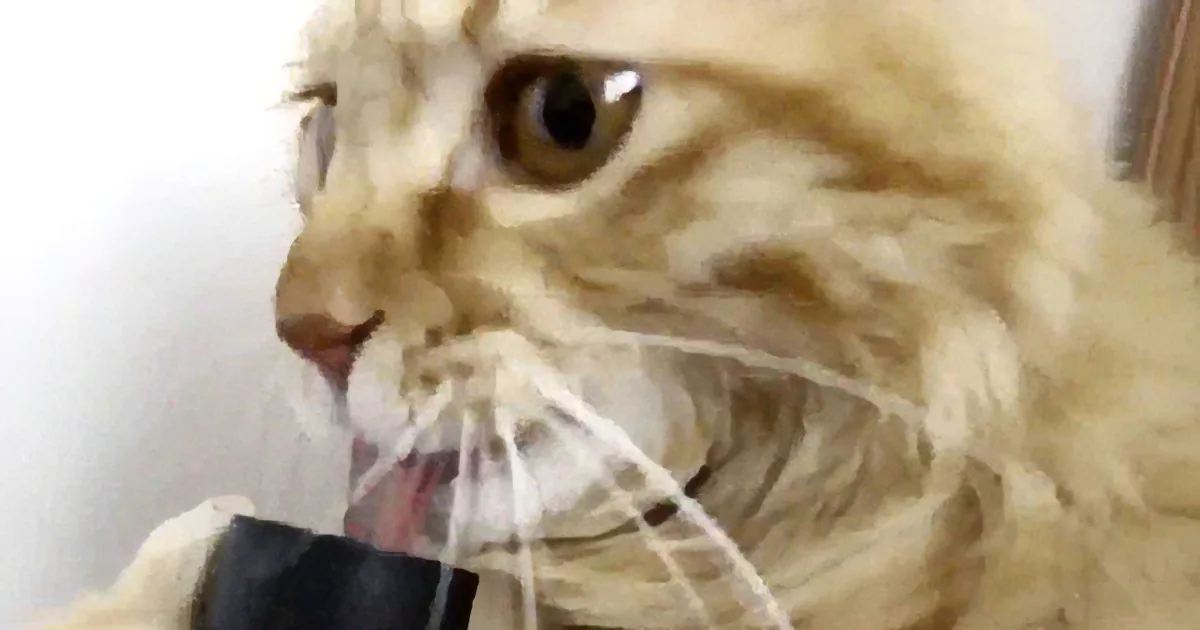 A fluffy cat with a surprised expression is holding a black object in its mouth.