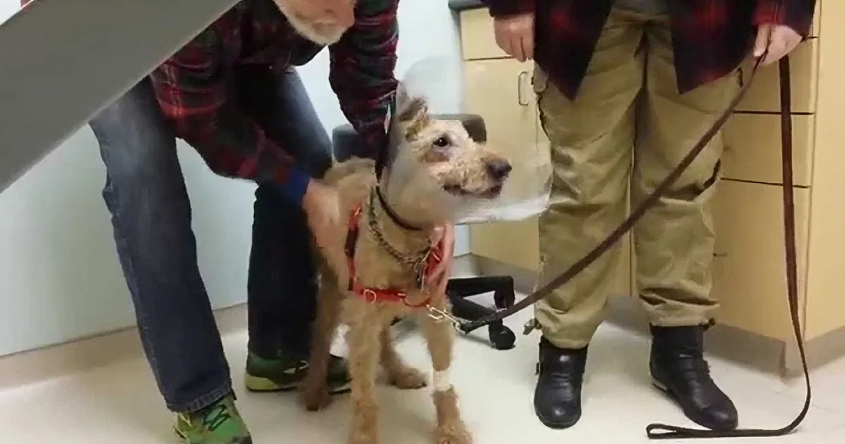 A man in a plaid shirt holds a small dog with a red collar, while another person in khaki pants and boots stands nearby.