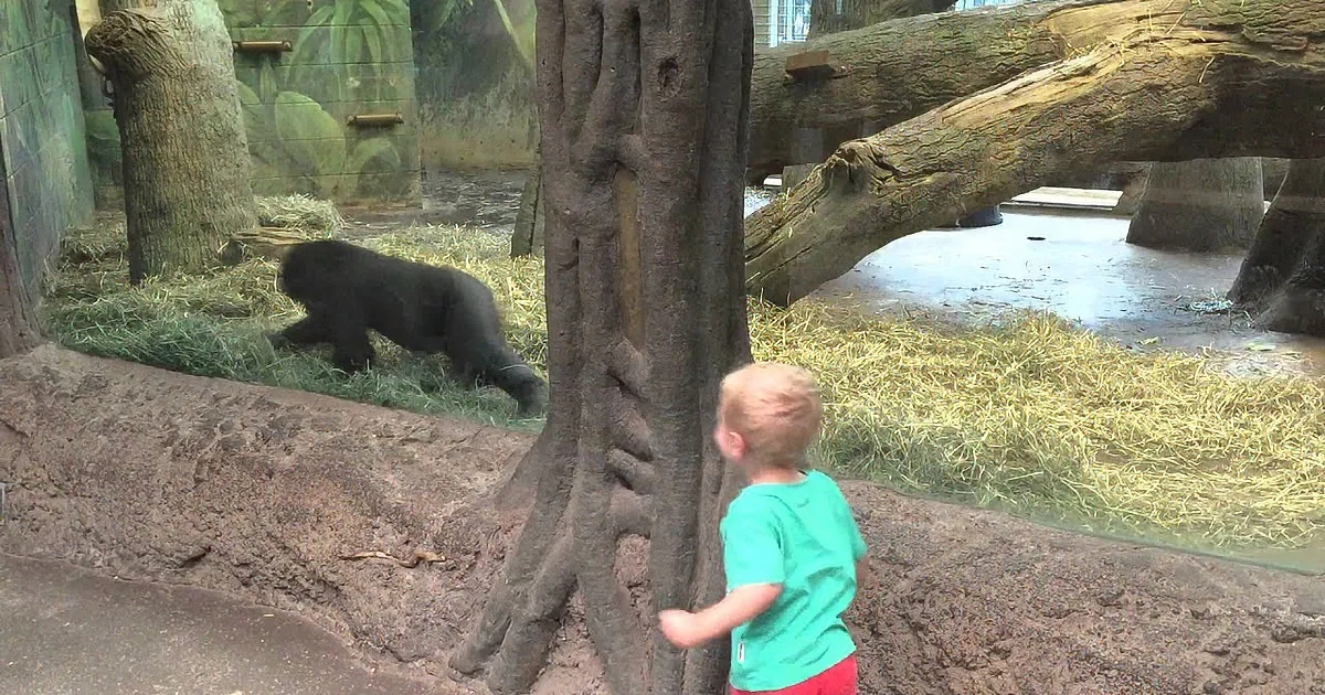 A child in a green shirt interacts with a gorilla in a zoo enclosure.