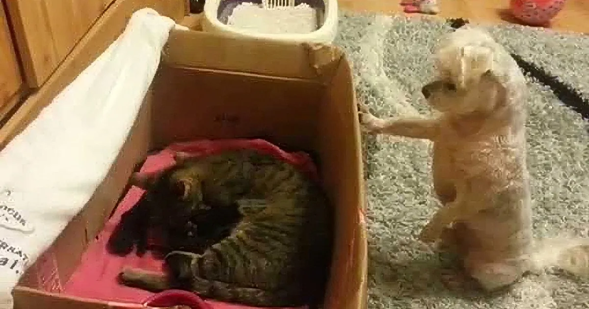 A dog stands on a carpet, looking at a cat nestled in a cardboard box with a pink blanket.