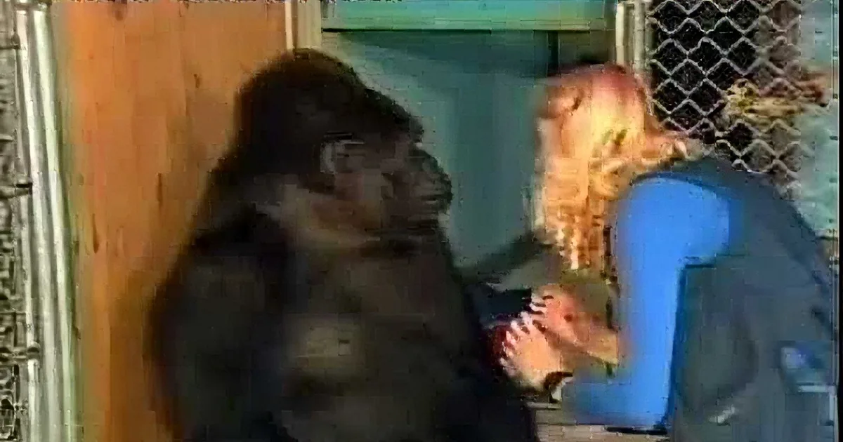A gorilla and a person are interacting in a zoo-like setting, with the gorilla appearing to reach out towards the person.