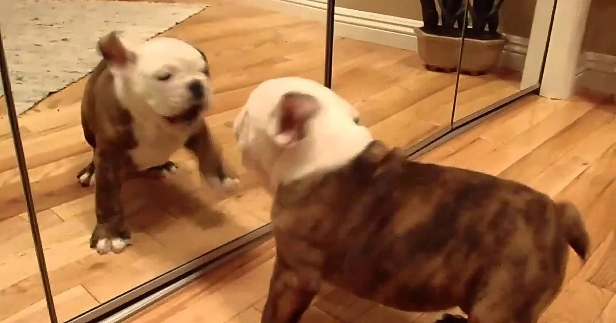 A brindle pit bull puppy curiously inspects its reflection in a mirror on a wooden floor.