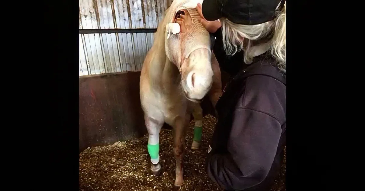 A person in a black cap and jacket is examining a horse's mouth and leg in a stable.