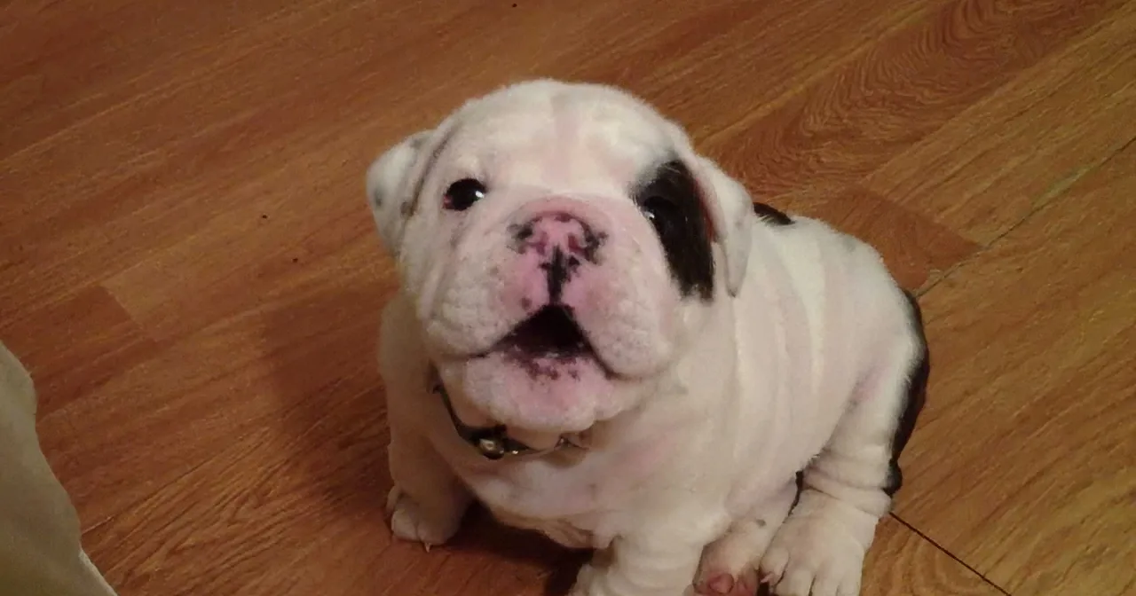 A white bulldog puppy with a pink nose sits on a wooden floor, looking up.