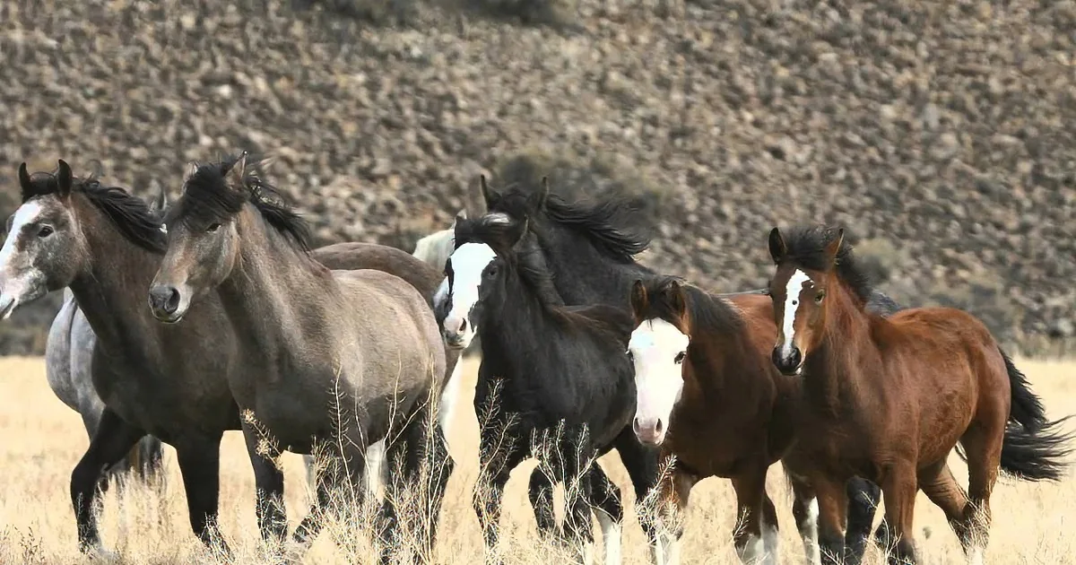 A group of horses with varying colors and markings run through a dry, grassy field.