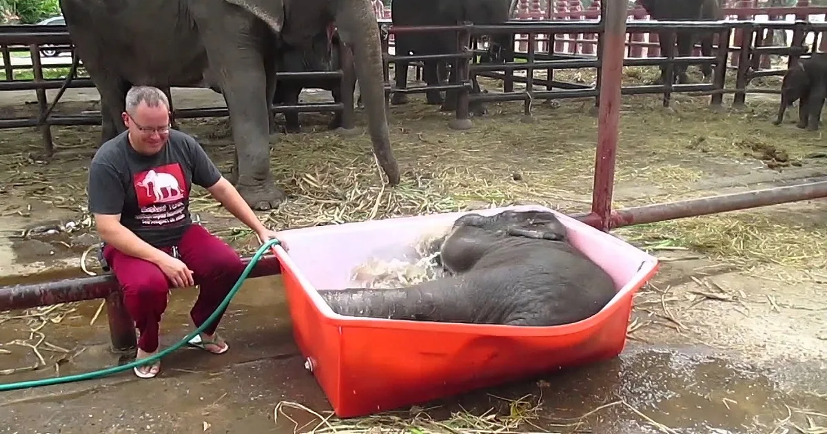 A person is bathing a baby elephant in a red tub with a hose, surrounded by other elephants.