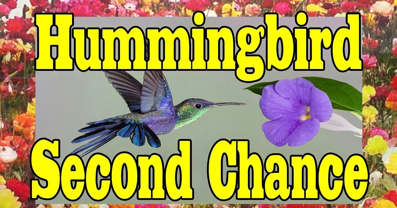 A vibrant hummingbird soars near a purple flower, set against a colorful floral background with text.