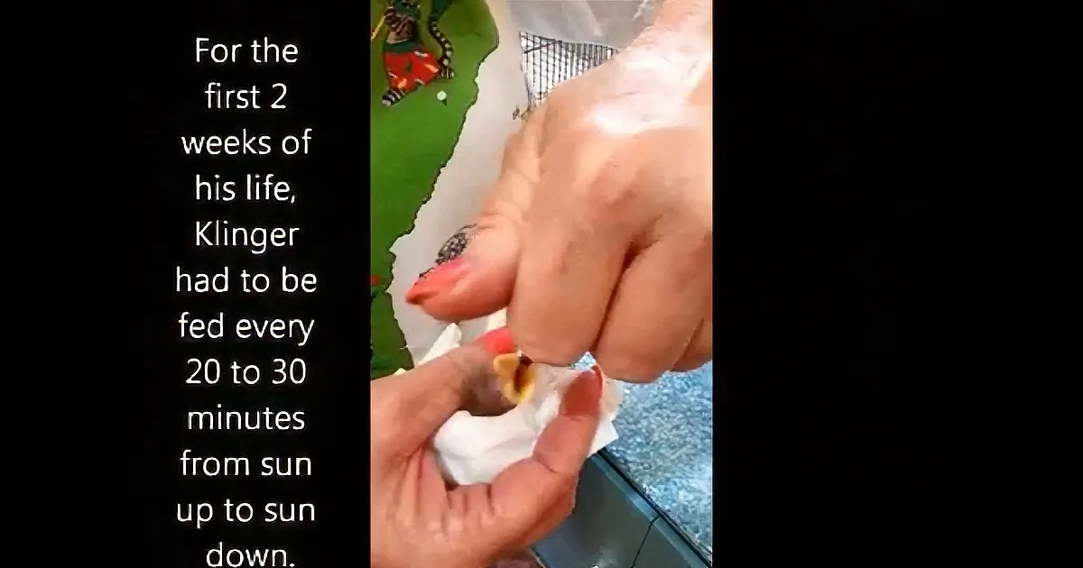 A baby's hand is being held and fed by an adult, with text about feeding frequency and time.