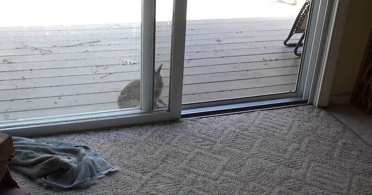 A rabbit peeks through a sliding glass door from a wooden deck, with a gray carpet and towel inside.