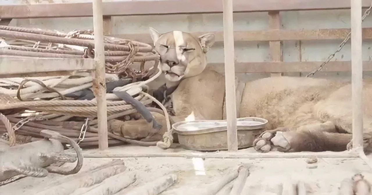 A puma lies in a cramped, dirty cage with tangled ropes and a metal bowl, appearing distressed.