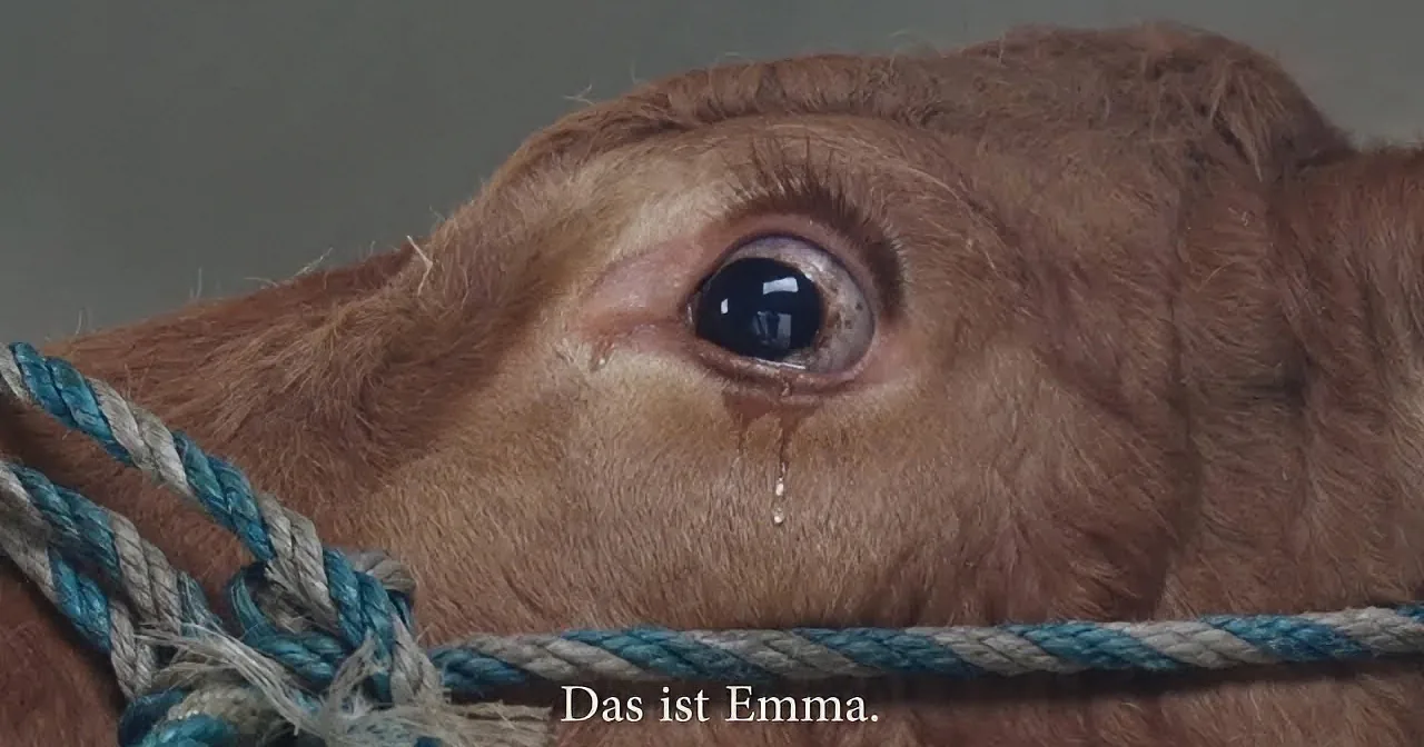 A close-up of a brown calf with a rope around its neck, looking directly at the camera.