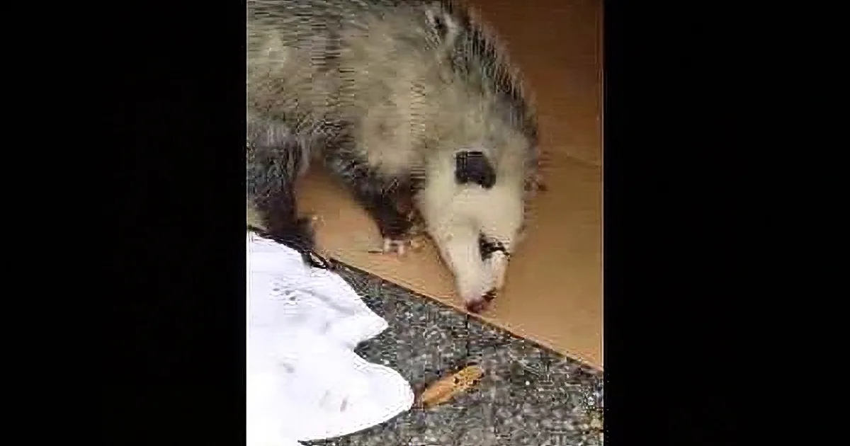 Pregnant Opossum Clings Gratefully to the Women Who Saved Her Babies After Being Attacked