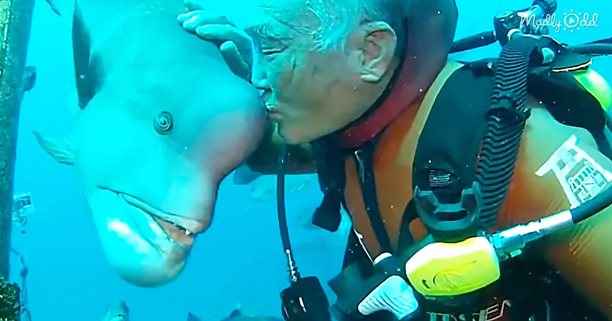 A diver in scuba gear is seen kissing a large fish underwater.