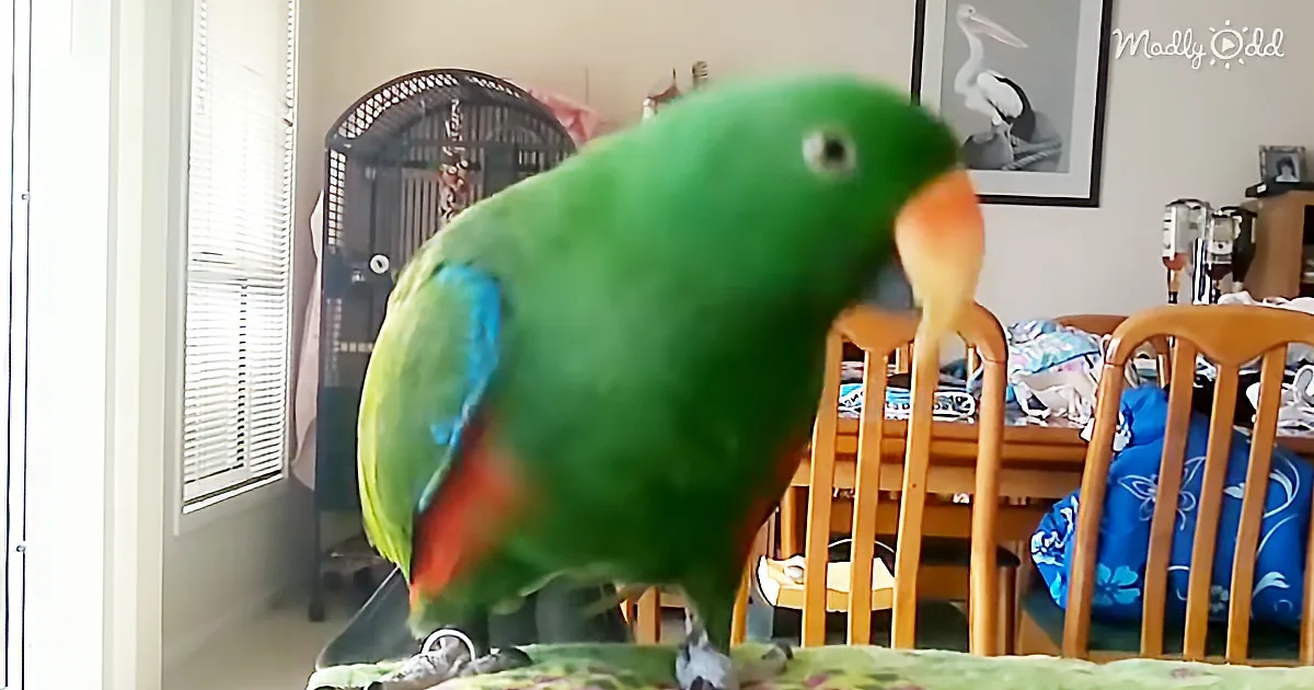 A vibrant green parrot perches on a table, its beak open, in a room with wooden chairs and a birdcage in the background.