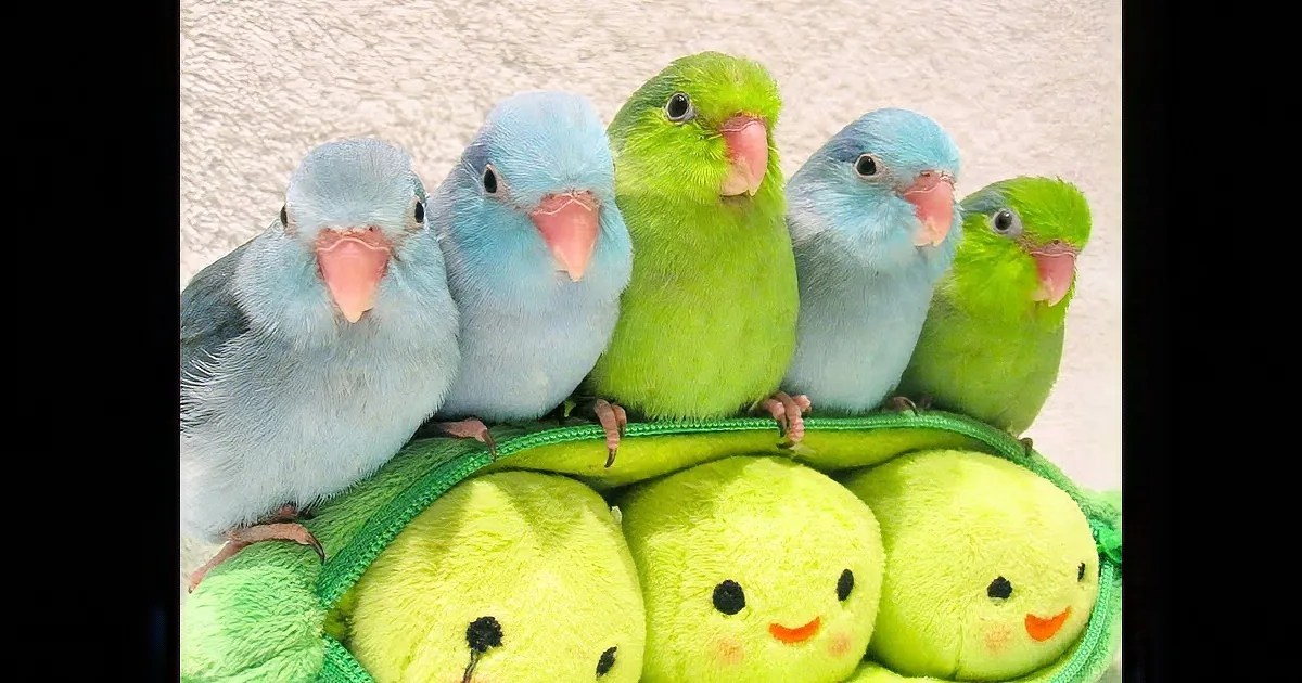 Five colorful parakeets, two blue and three green, perch on a green plush toy with chick faces.