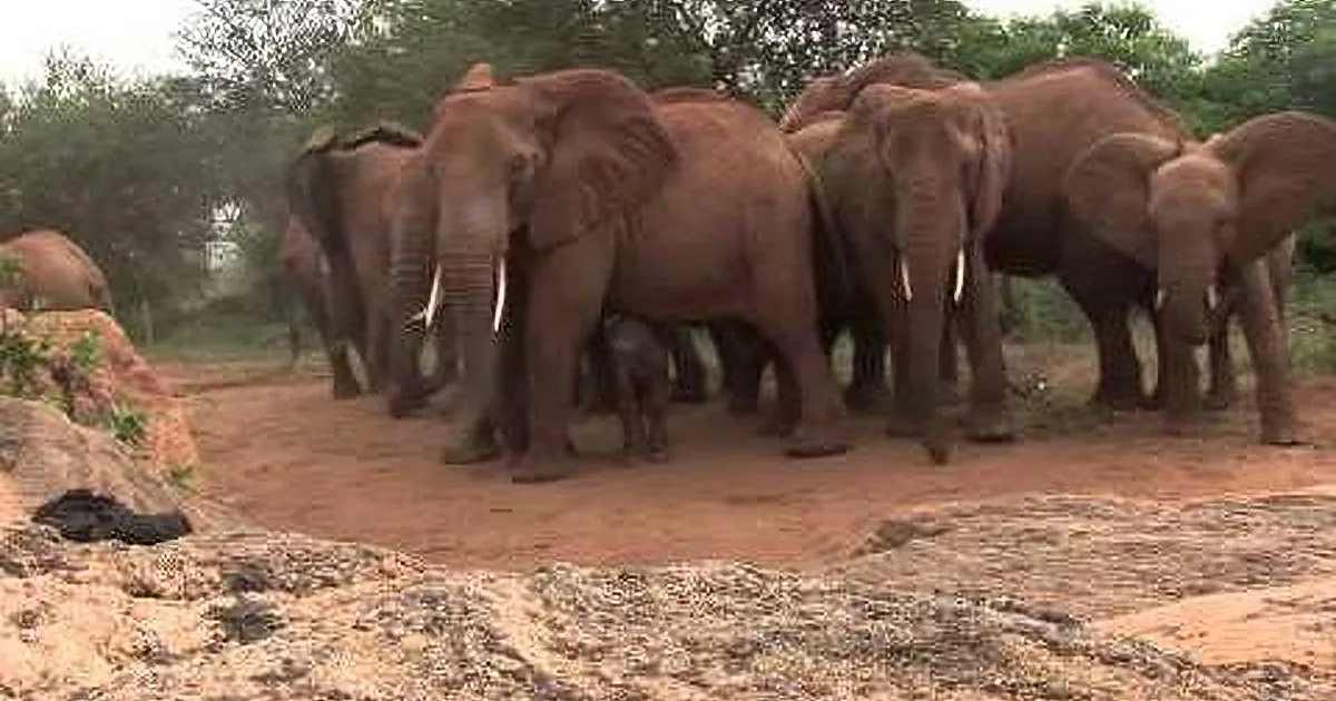 A herd of elephants stands together on a dirt path surrounded by trees and rocks.