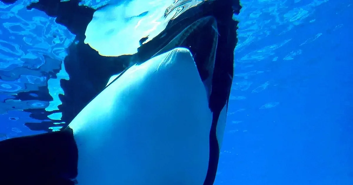 Seaworld's Most Famous Whale Is Dying of a Bacterial Lung Infection, Reports Say