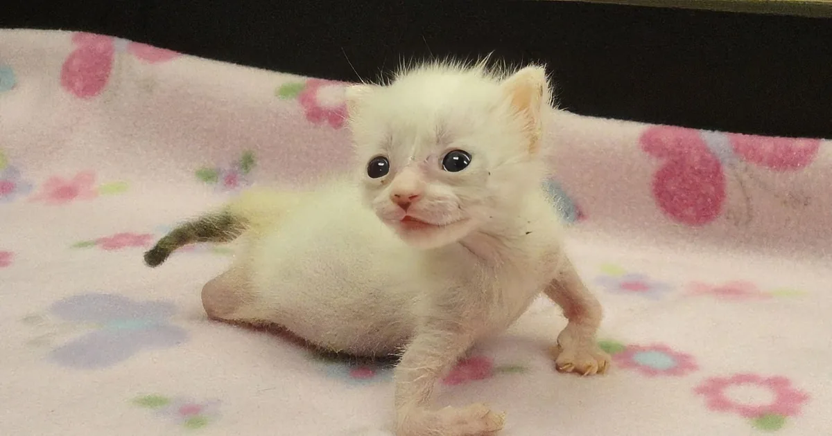 Kitten Born With Deformed Arms and Legs Finds a Mom Who Promises to Love Her Forever
