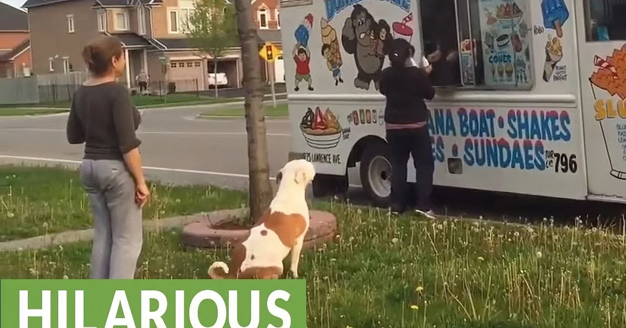 Polite Pit Bull Patiently Runs to Ice Cream Truck and Waits in Line to Buy a Summer Treat