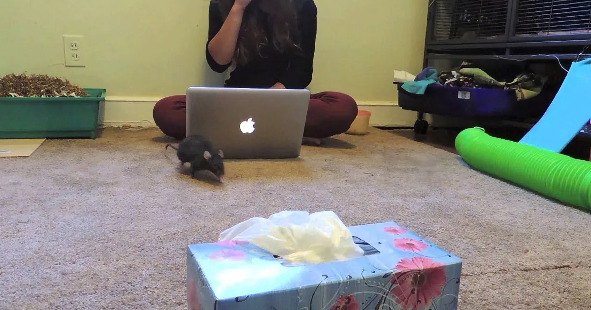 When This Rat Hears His Human Sneezing, He Runs to Grab Her a Tissue. I Can''t Believe It!