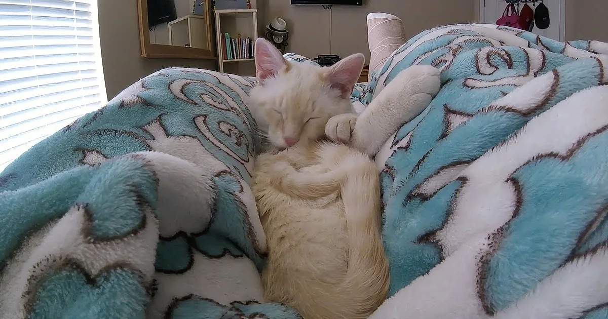 Tiny Frozen Kitten Coaxed Back to Life Now Refuses to Leave His Injured Owner''s Lap