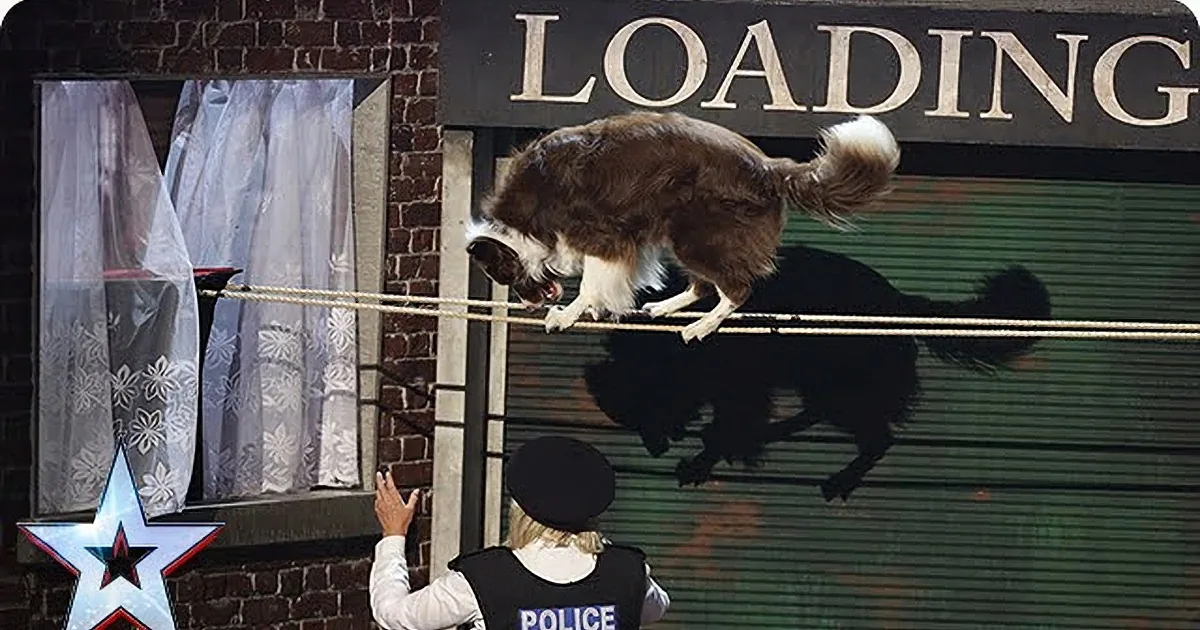 A dog jumps over a bar while a person in a police uniform holds it, with a loading sign and curtains in the background.