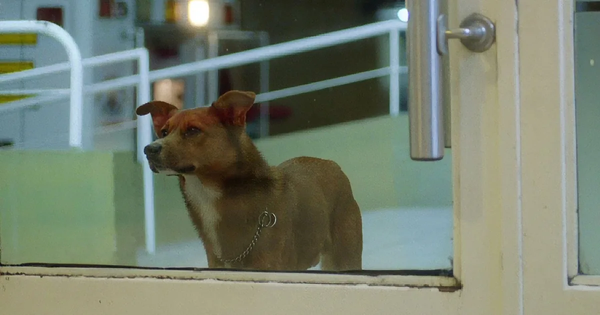 A brown dog with a collar looks out through a glass door, surrounded by white railings and a yellow wall.