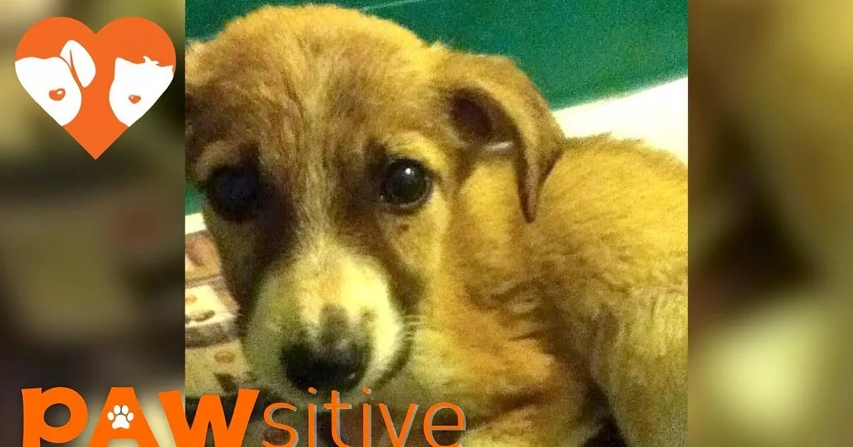 A close-up of a small, light brown puppy with a white patch on its face, looking directly at the camera.