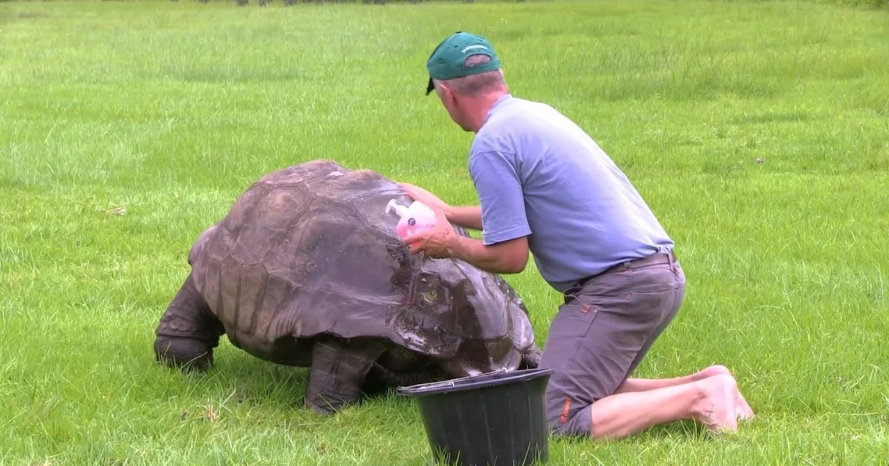 A man in a green cap and blue shirt is cleaning a large tortoise in a grassy field.