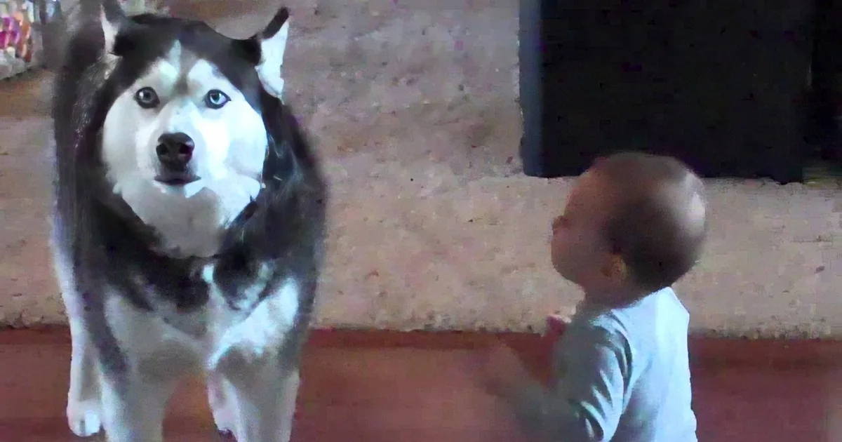 A husky dog stands alertly as a child sits on the floor, both in a cozy indoor setting.