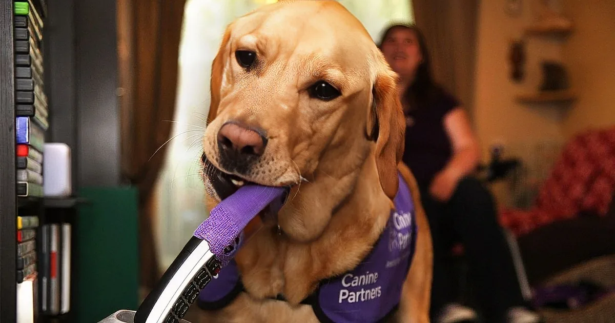 A golden retriever wearing a purple vest labeled "Canine Partners" holds a credit card reader in its mouth.