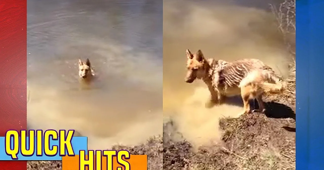 A coyote is seen in various stages of activity, including swimming and digging, with the text "QUICK HITS" overlaid.