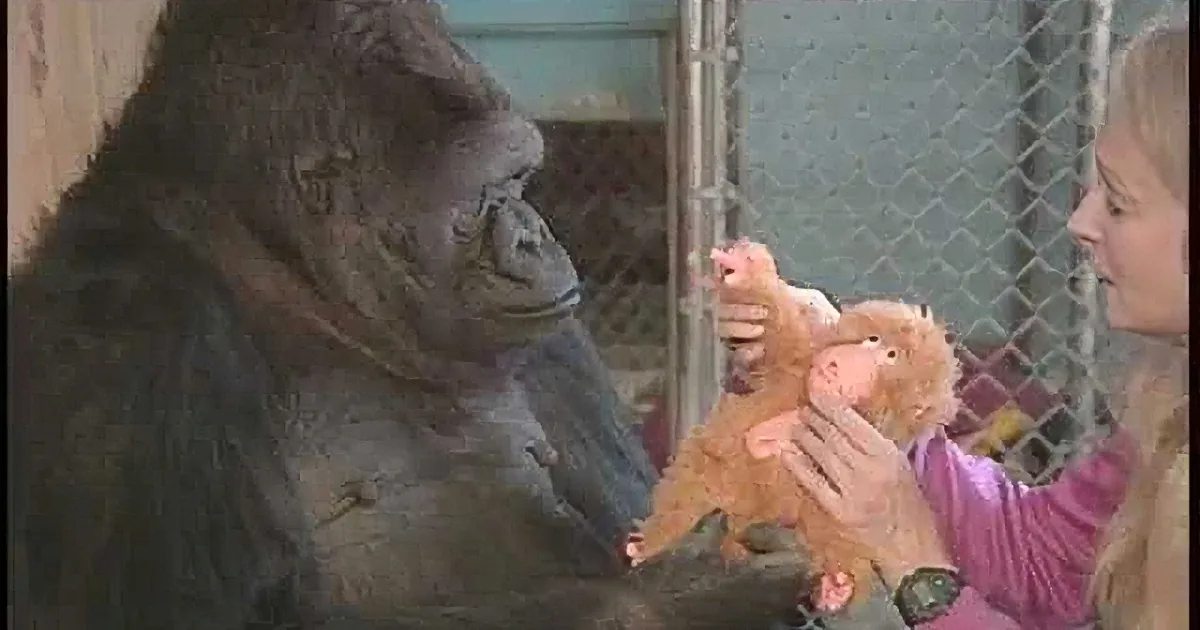 A gorilla interacts with a person holding a stuffed monkey, surrounded by smaller images of the interaction.