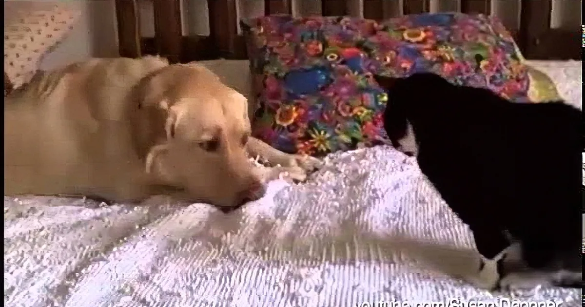 A golden retriever and a black cat are lying on a bed, facing each other, appearing to interact.