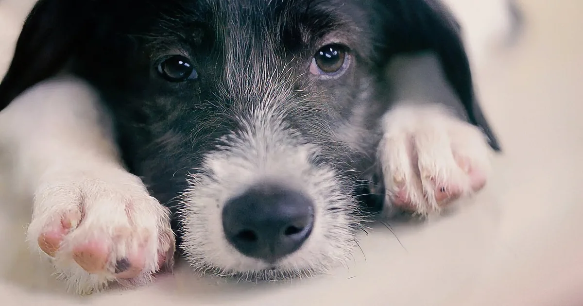 A close-up of a black and white puppy with its paws resting on its face.