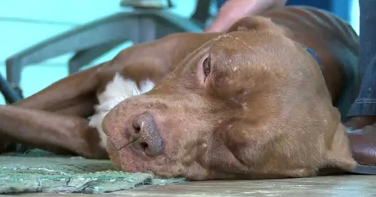 A brown dog with a white patch lies on a patterned surface, appearing relaxed or possibly unwell.